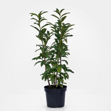 Prunus laurocerasus 'Genolia' - Babrmeggy oszlopos 7,5 liter