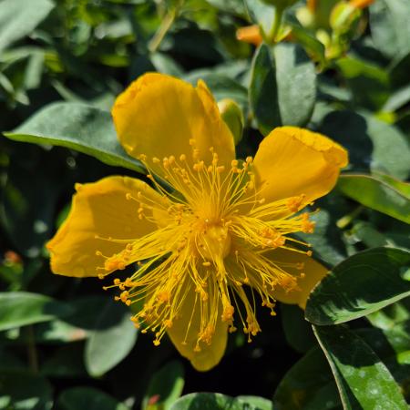 Hypericum calycinum - rkzld orbncf 2 liter