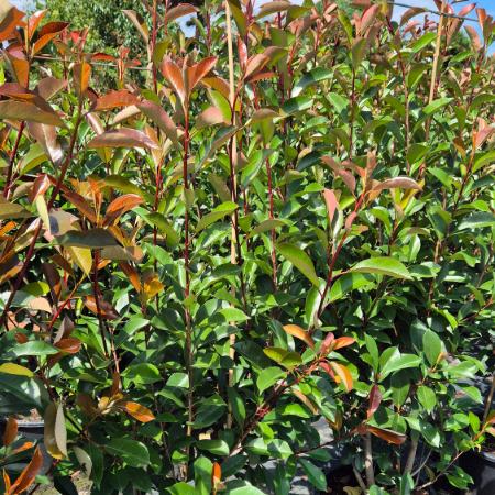 Photinia x fraseri 'Red Robin' - Korallberkenye 2 liter