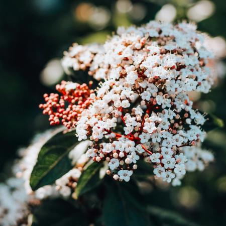 Viburnum tinus 'Eve Price' - rkzld bangita 4 liter