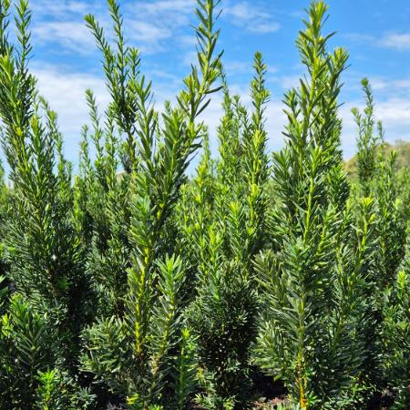 Taxus x.media 'Hilli' - Oszlopos tiszafa 2 liter