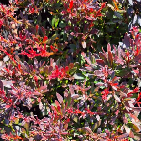 Berberis thunbergii 'Bagatelle' - Trpe gmb japn borbolya