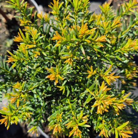 Taxus baccata - Kznsges Tiszafa 2 liter
