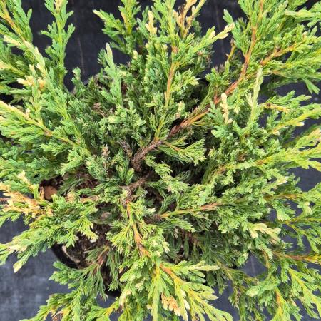 Juniperus horizontali 'Andorra Compacta Variegata' - Tarka henye borka 2 liter