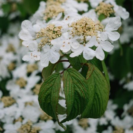 Viburnum plicatum 'Mariesii' - rkzld bangita 4 liter