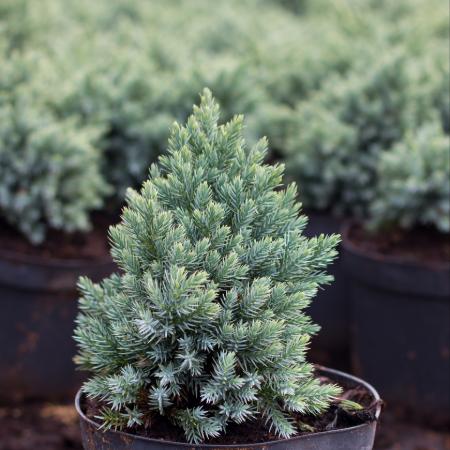Juniperus squamata 'Blue Star'  - Kk trpe terlõ borka 2 liter