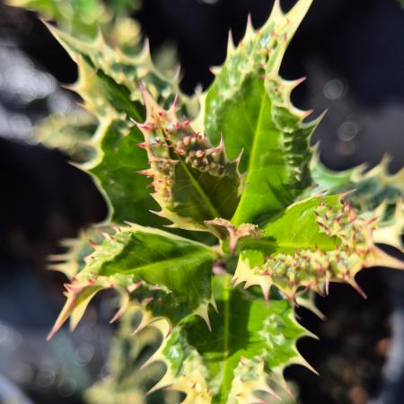 Ilex aquifolium 'Ferox Argentea' - Ezsts, tsks magyal 4 liter