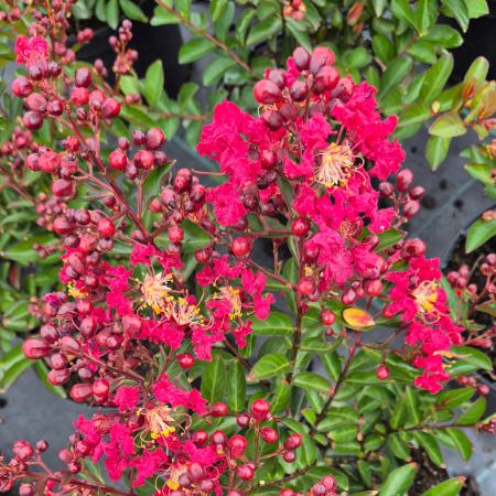 Lagerstroemia indica 'Petite Red' – Knai selyemmirtusz 4 liter