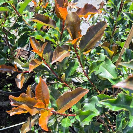 Photinia x fraseri 'Magical Volcano' – Korallberkenye 2 liter
