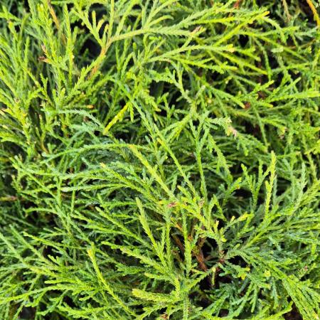 Chamaecyparis pisifera 'Filifera Nana' - Trpe szavra hamisciprus 2 liter