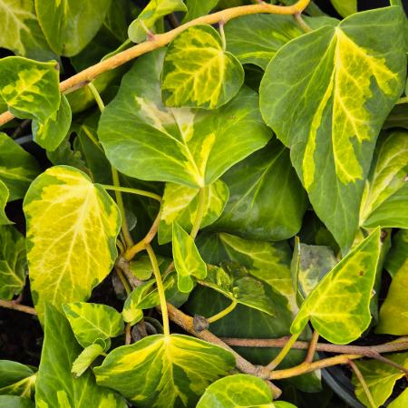 Hedera colchica 'Sulphur Heart' - Srga-tarka borostyn 2 liter