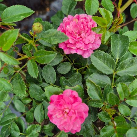 Rosa 'Lovely Fairy' - Talajtakar rzsa 2 liter