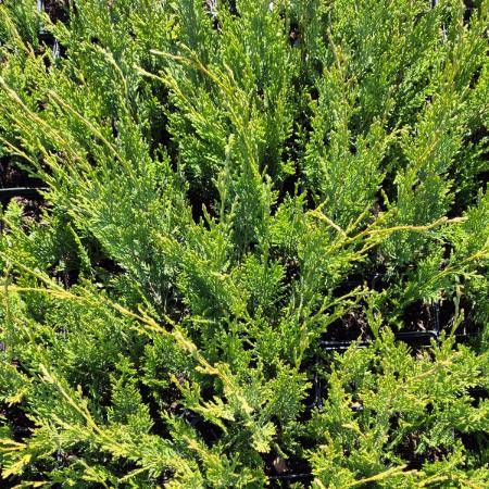 Cupressocyparis leylandii - Leylandi ciprus 2 liter