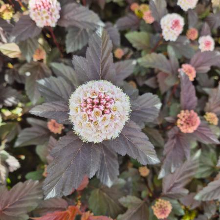 Physocarpus opulifolius 'Diabolo' - Bangitalevel hlyagvessz 5 l