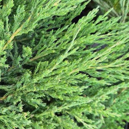Juniperus horizontalis 'Andorra Compact' - Terlõ henye borka 7,5 liter