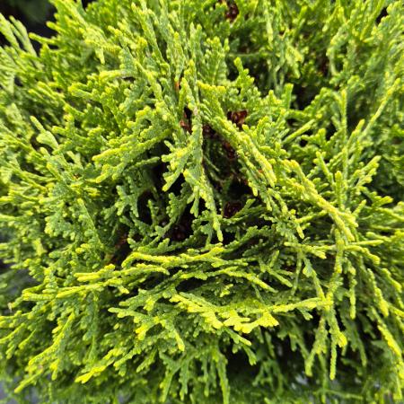 Thuja occidentalis 'Kobold' - Trpe gmbtuja 2 liter