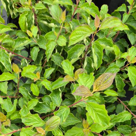 Cornus sanguinea 'Midwinter Fire' – Tli tz som 5 liter