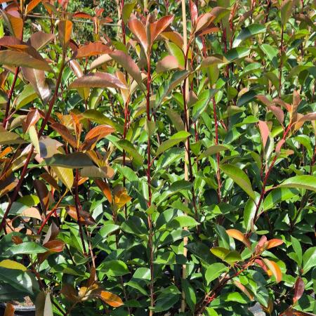 Photinia x fraseri 'Red Robin' - Vrs korallberkenye 10 liter
