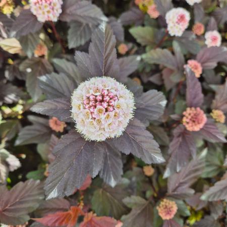 Physocarpus opulifolius 'Diabolo' - Bangitalevel hlyagvessz 10 l
