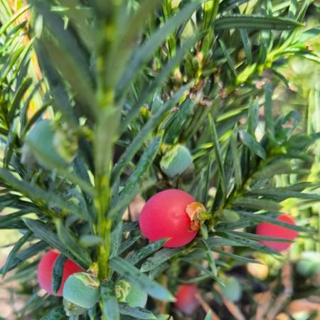 Taxus x.media 'Hicksii' - Oszlopos tiszafa, nõivar, piros termssel 2 liter