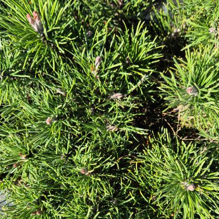 Pinus mugo var. Pumilio - Havasi trpefenyõ 7,5 liter