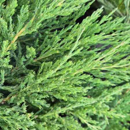 Juniperus horizontalis 'Andorra Compact' - Terlõ henye borka 0,5 liter