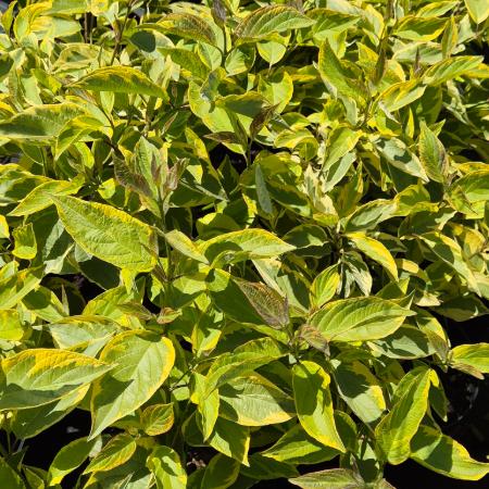 Cornus alba 'Spaethii' - Arany tarka fehr som 5 liter