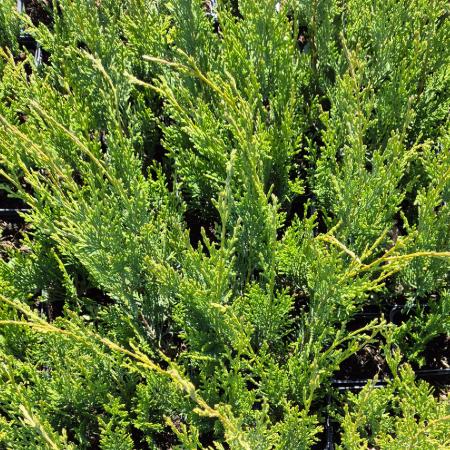 Cupressocyparis leylandii - Leylandi ciprus 100/125 5 liter
