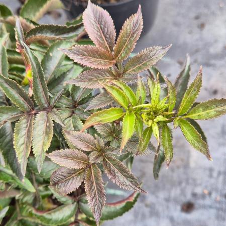 Sambucus nigra 'Black Tower' - Oszlopos bord level bodza 5 liter