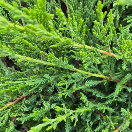 Juniperus chinensis 'Mint Julep' - Zld ksz borka 0,5 liter