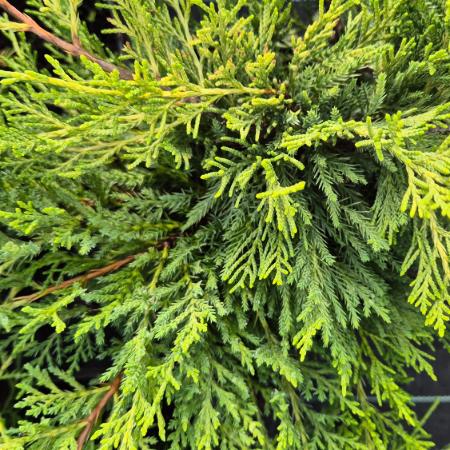 Juniperus chinensis 'Goldstar' - Aranysrga terl borka 2 liter